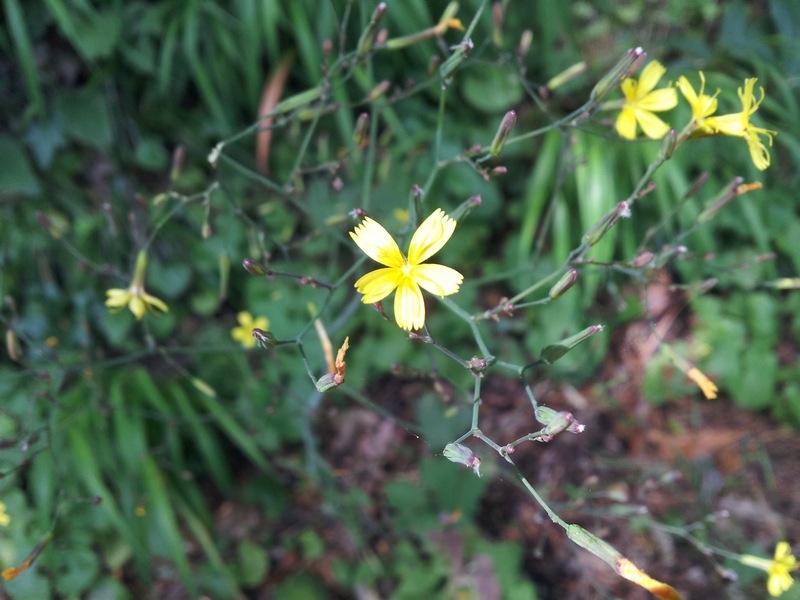 Mycelis muralis (=Lactuca muralis) / Lattuga dei boschi